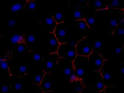 Discovery could lead to a new <b>animal</b> model for <b>hepatitis</b> C