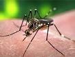 Dengue Death: Latest News, Photos, Videos on Dengue Death - NDTV.COM