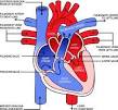 <b>Pulmonary Veins</b> - function and