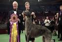 WESTMINSTER DOG SHOW names its Best in Show!