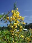 <b>Cytisus</b> scoparius (Scotch