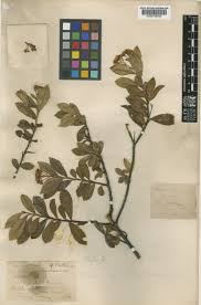 Image result for "Photinia berberidifolia"