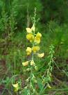<b>Crotalaria</b> spectabilis Roth -
