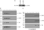 (A) <b>Immunoblots</b> of total