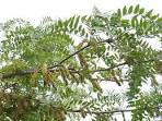 Fabaceae <b>Gleditsia</b> triacanthos