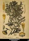 <b>artemisia absinthium</b>