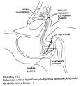 de prolactina y,