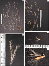 Image result for Andropogon cabanisii