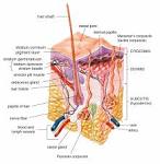 The epidermis, <b>dermis</b>