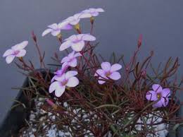 Image result for "Oxalis pardalis"