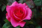 A rose is a rose - Roses Photo (20581060) - Fanpop fanclubs