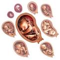 <b>Fetal Development</b> During The