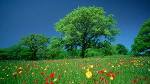 Free Laptop Wallpapers, Images And Pictures Wildflowers ...