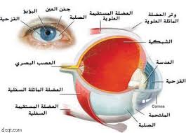  الدكتور محمد الشهبي أخصائي في طب العيون و جراحة تصحيح النظر في الو الطبيب على راديو أصوات  Images?q=tbn:ANd9GcTb4yCmEWJdGdIt0F9dA7ABU3JN-uleU6F9M1m5OtOHAEDNtClzCkUSQRMK