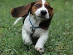 Wallpapers Beagle Eyes Animals Grass Dogs Running 1920x1440