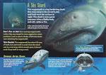 Animals For > Megamouth Shark