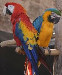 بغبغاء المكاو Macaw parrot Images?q=tbn:ANd9GcTcMnQI33TW1HLF2FST0uYduiZMrnL1pHlZVAUvDZ_z2WqekN1cBA