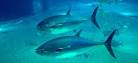 Efficient propulsion system: BLUEFIN TUNA - Ask Nature - the ...