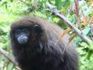 Endangered monkeys stolen from Wollongong zoo | World Zoo Today