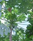 <b>Caricaceae</b> Carica papaya