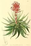 <b>Bromeliaceae</b> Juss.