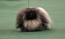 WESTMINSTER DOG SHOW 2011: Where we stand going into Day 2 - latimes.