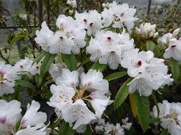 Image result for "Rhododendron araiophyllum"