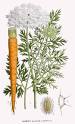 <b>Daucus carota</b> Wild Carrot