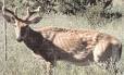 Deer with <b>Chronic Wasting</b>