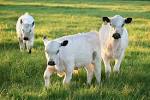 File:British White calf trio.jpg - Wikimedia Commons