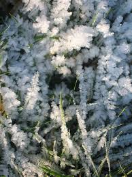 Schneekristalle - Bild \u0026amp; Foto von Kim Klug aus Pflanzen, Pilze ... - 16803224