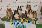 Working Section - CRUFTS
