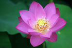 Sacred Lotus (<b>Nelumbo</b> nucifera