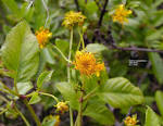 <b>Bidens</b> campylotheca