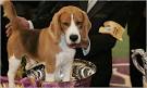 Beagle, a Breed Long Unsung, Wins BEST IN SHOW - New York Times