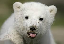 让人感动的故事：西伯利亚的熊（转）