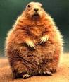 Happy Groundhog's Day! Feb.