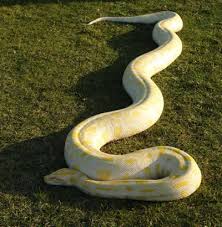 serpientes