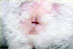 FAQ | Implantation Bleeding Information
