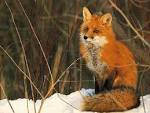 Red <b>Fox</b> - Red <b>Foxes</b> Wallpaper (13290156) - Fanpop fanclubs