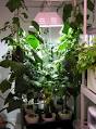 Plant Growing Lights Information | ProgressiveGardening.
