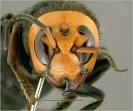 Giant Japanese HORNETS: They Scare You to Death - Aviv Hadar