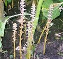 <b>Orobanche</b> cumana Wallr.