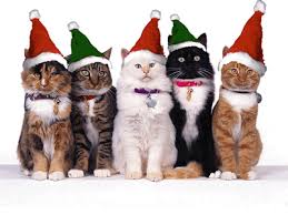 Random Holiday Cats Images?q=tbn:ANd9GcTltEjd-_xnX-KyxWo9AuAIcOg4oLgtK9670uUP2hoZ9PeuvoU&t=1&usg=__WduCu0N574oTzAgKSMkZsyGdM-Y=
