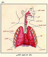 التنفس عند الإنسان - صفحة 4 Images?q=tbn:ANd9GcTm631JMw-OxqIiDdqB6MSmqnAJ-Wt9XGKskRyxSj53BTi3b0U7