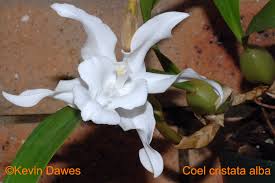 Afbeeldingsresultaat voor Coelogyne cristata var. cristata
