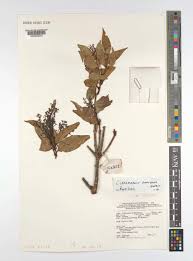 Image result for "Cinnamomum panayense"