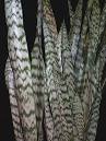 <b>Sansevieria</b> trifasciata