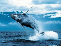 الحوت الازرق العملاق (ملك البحار) و الحوت القاتل (وحش البحار) Images?q=tbn:ANd9GcTnJ4n2wrFpxPfXTqs8rq-df2-iuCglciMoOIWfTTeMsIw4J54G