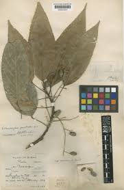 Image result for "Elaeocarpus quadratus"